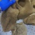 熟牛肚