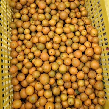 脆蜜金桔