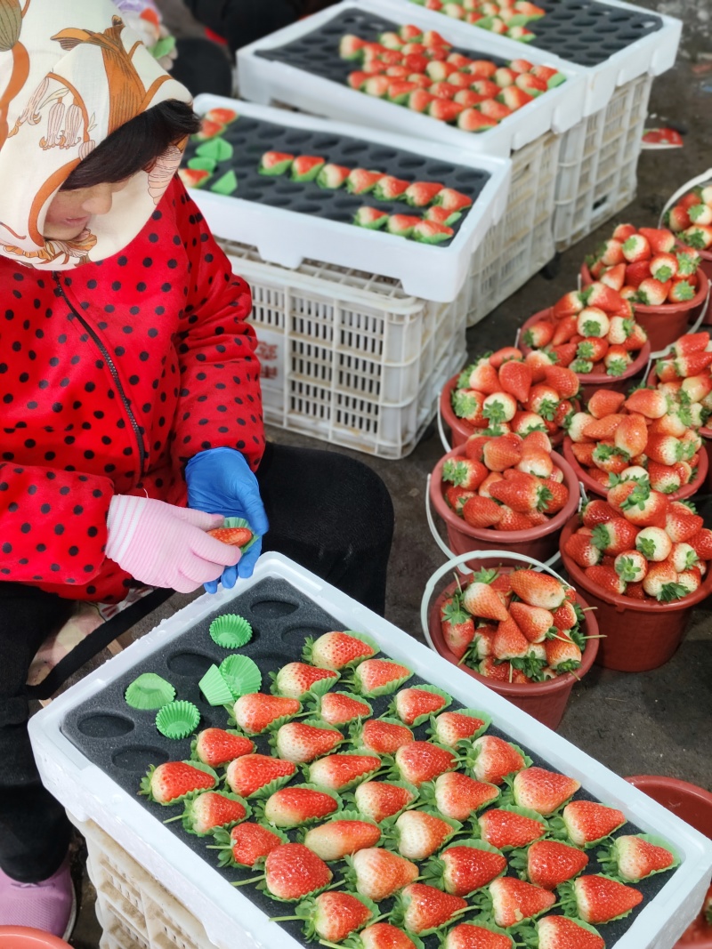 临沂河东区万亩草莓产地交易批发市场