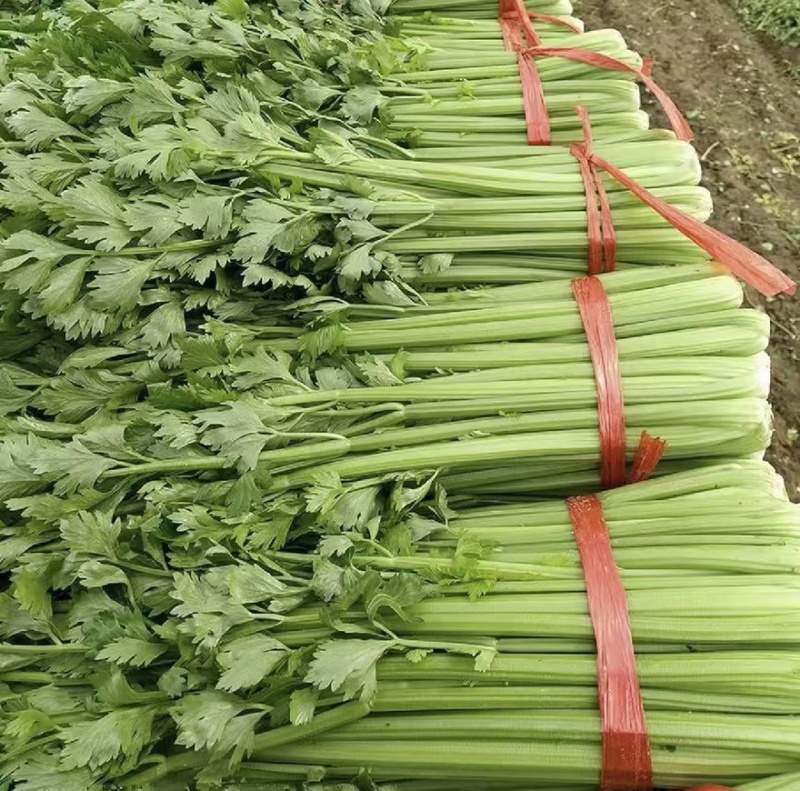 芹菜精品芹菜产地直销货源充足对接各大市场商超欢迎致电