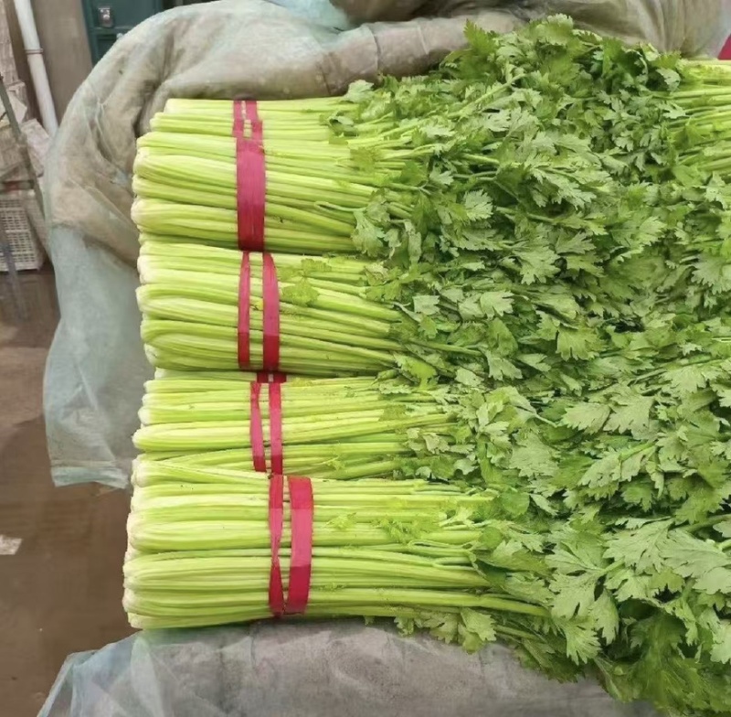 芹菜精品芹菜产地直销货源充足对接各大市场商超欢迎致电