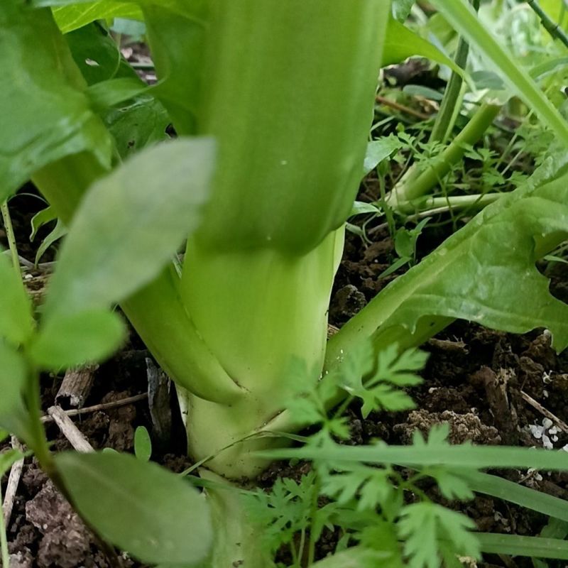 棒菜现货供应欢迎选购合作