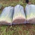 河南平顶山四季小葱精品香葱大量有货对接市场商超量大从优