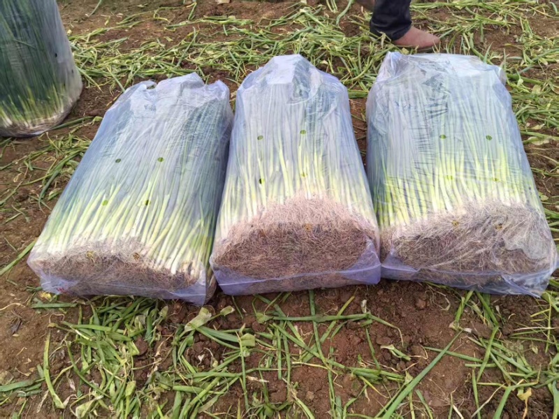 河南平顶山四季小葱精品香葱大量有货对接市场商超量大从优