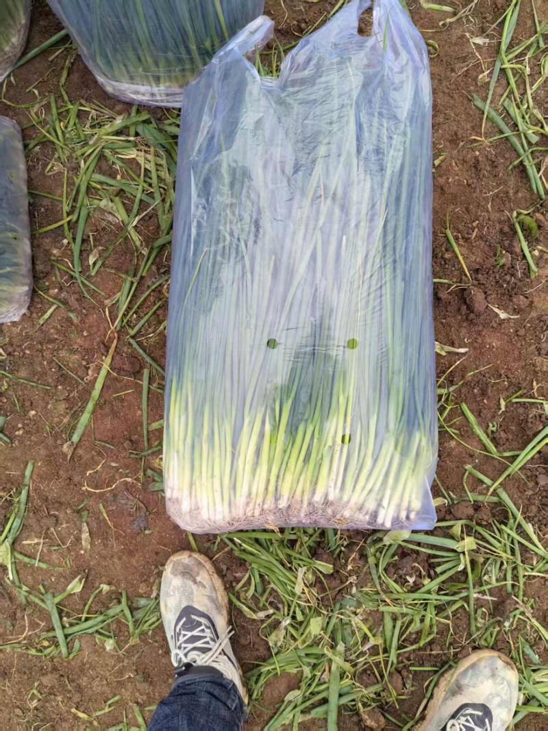 河南平顶山四季小葱精品香葱大量有货对接市场商超量大从优