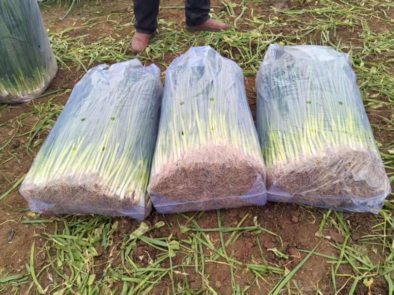 河南平顶山四季小葱精品香葱大量有货对接市场商超量大从优