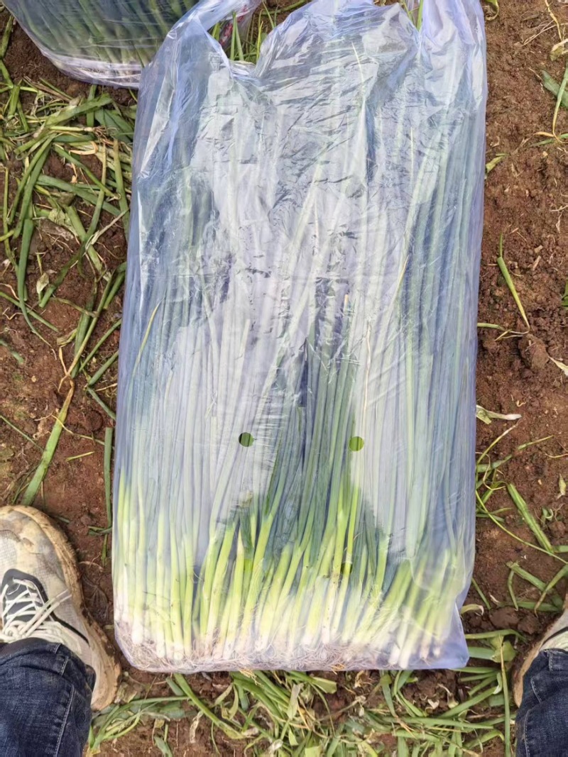 河南平顶山四季小葱精品香葱大量有货对接市场商超量大从优