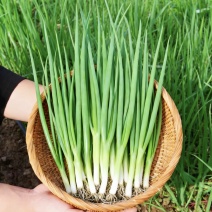 河南平顶山四季小葱精品香葱大量有货对接市场商超量大从优
