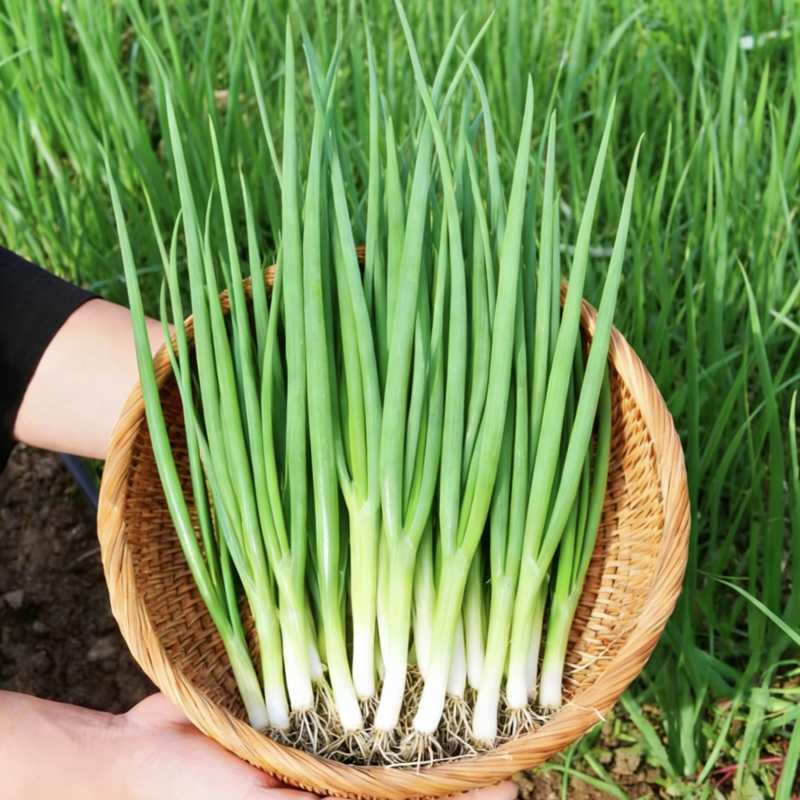 河南平顶山四季小葱精品香葱大量有货对接市场商超量大从优
