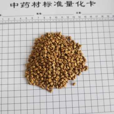牵牛子！白丑，颗粒饱满，无杂质！产地一手货源，量大价优！