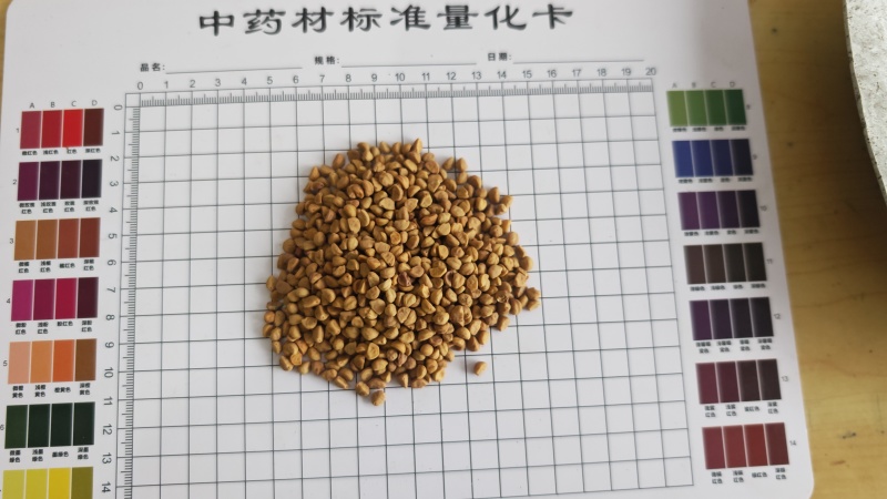牵牛子！白丑，颗粒饱满，无杂质！产地一手货源，量大价优！