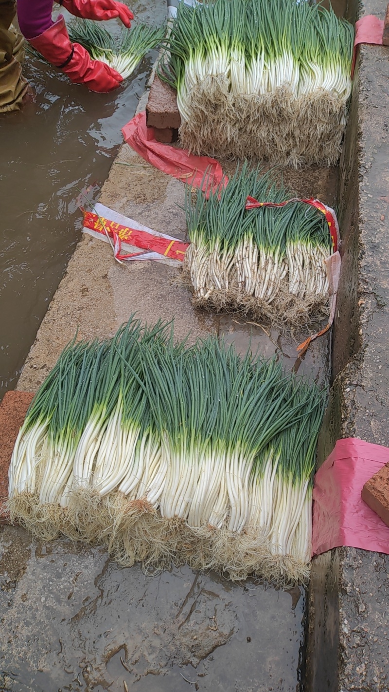 四季小葱