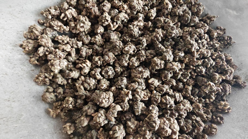 猫抓草！水洗两遍，选装货。大个头，无杂质！量大价优！