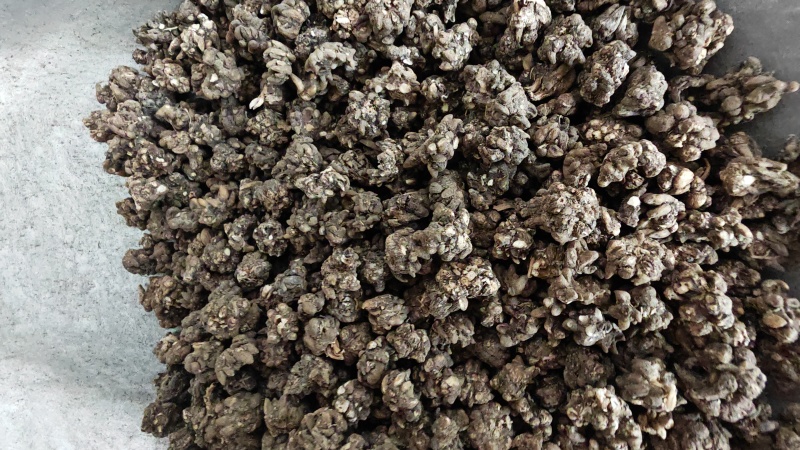 猫抓草！水洗两遍，选装货。大个头，无杂质！量大价优！