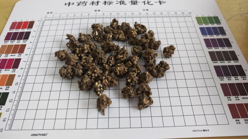 猫抓草！水洗两遍，选装货。大个头，无杂质！量大价优！