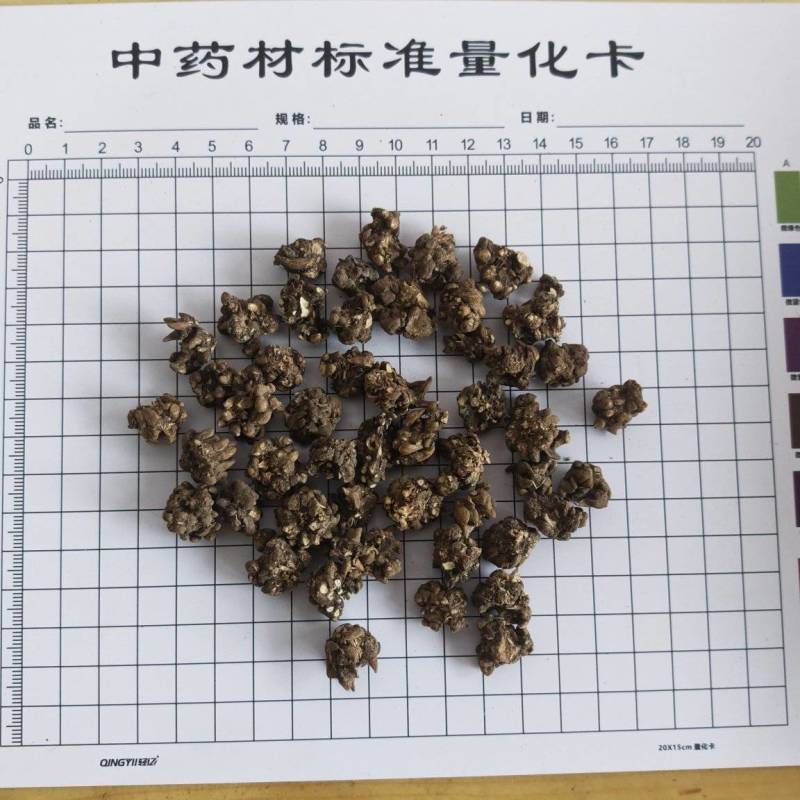 猫抓草！水洗两遍，选装货。大个头，无杂质！量大价优！