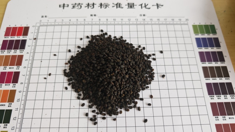 补骨脂！过色选机，无杂质。产地一手货源货源，量大价优！