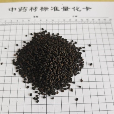 补骨脂！过色选机，无杂质。产地一手货源货源，量大价优！