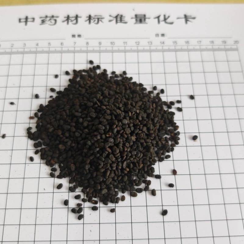 补骨脂！过色选机，无杂质。产地一手货源货源，量大价优！