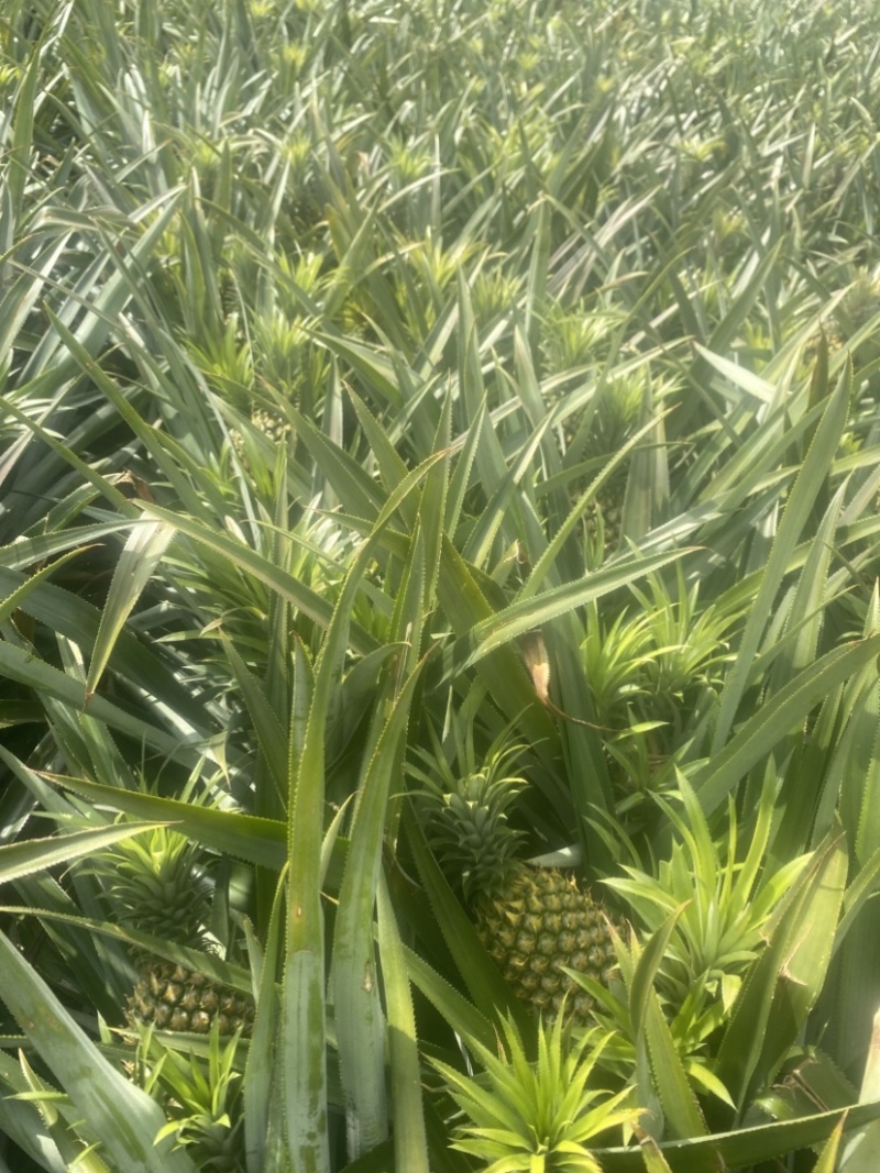 徐闻特色大红优质精品菠萝