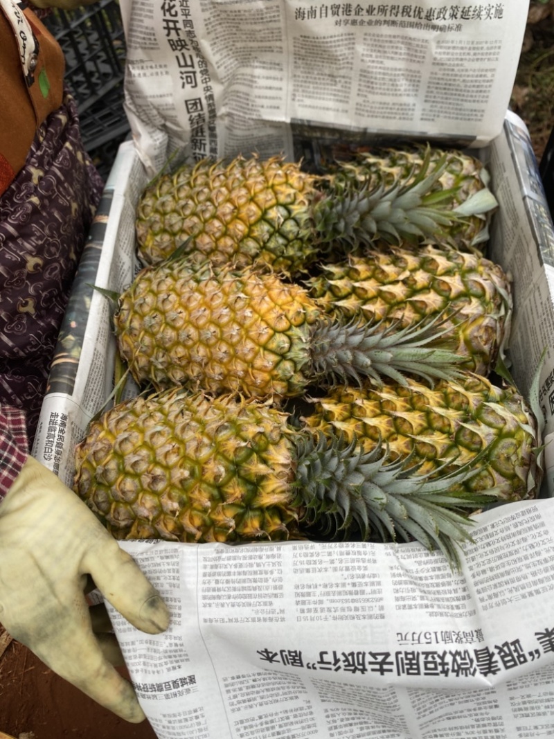 徐闻特色大红优质精品菠萝