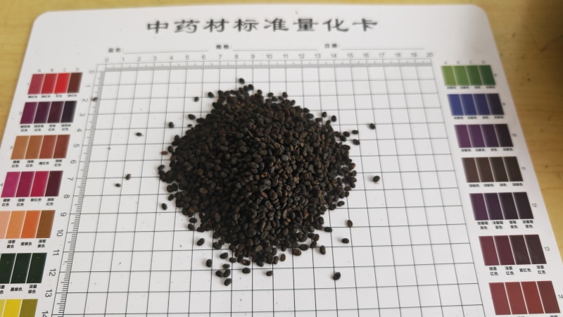 补骨脂！过色选机，无杂质。产地一手货源货源，量大价优！