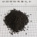 补骨脂！过色选机，无杂质。产地一手货源货源，量大价优！