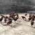 正宗林地散养土鸡肉质好