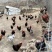 正宗林地散养土鸡肉质好