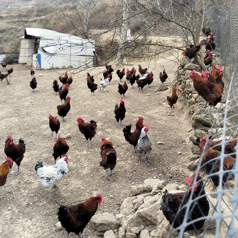 正宗林地散养土鸡肉质好