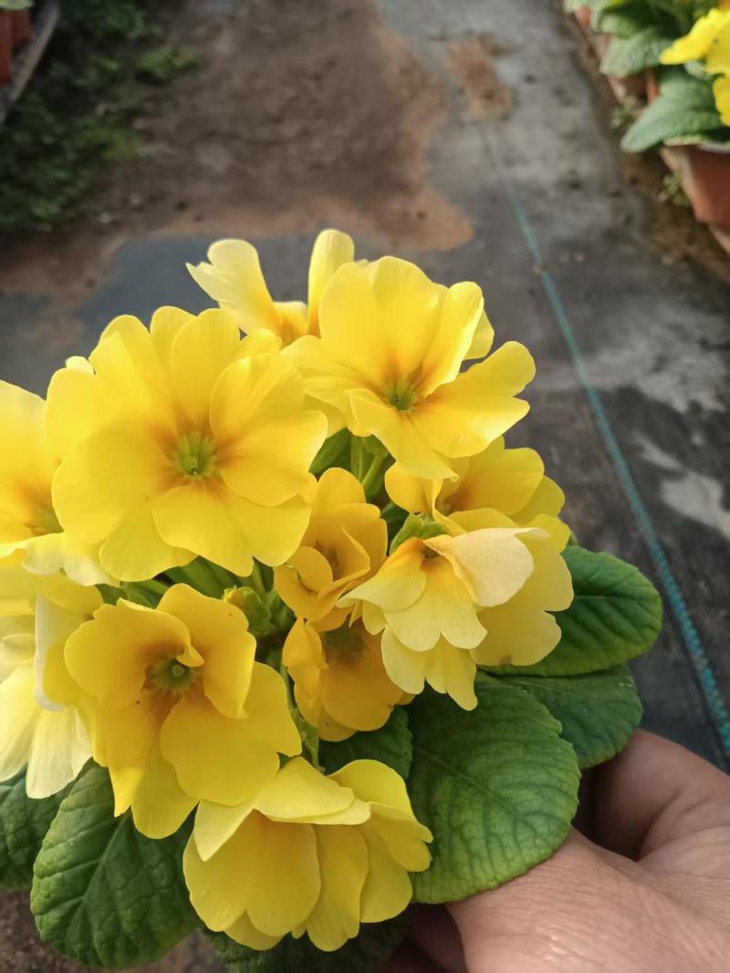 绿化苗木报春具有耐寒耐旱性强！合作社提供栽植售后服务