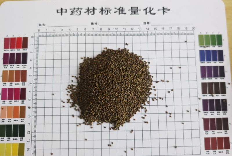 沙苑子！过色选机，颗粒饱满无杂质！产地一手货源，量大价优