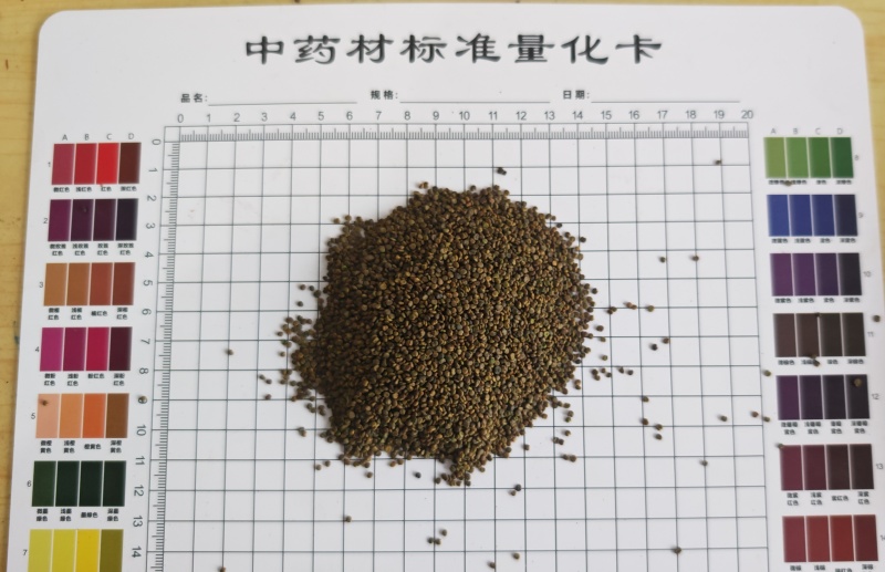 沙苑子！过色选机，颗粒饱满无杂质！产地一手货源，量大价优