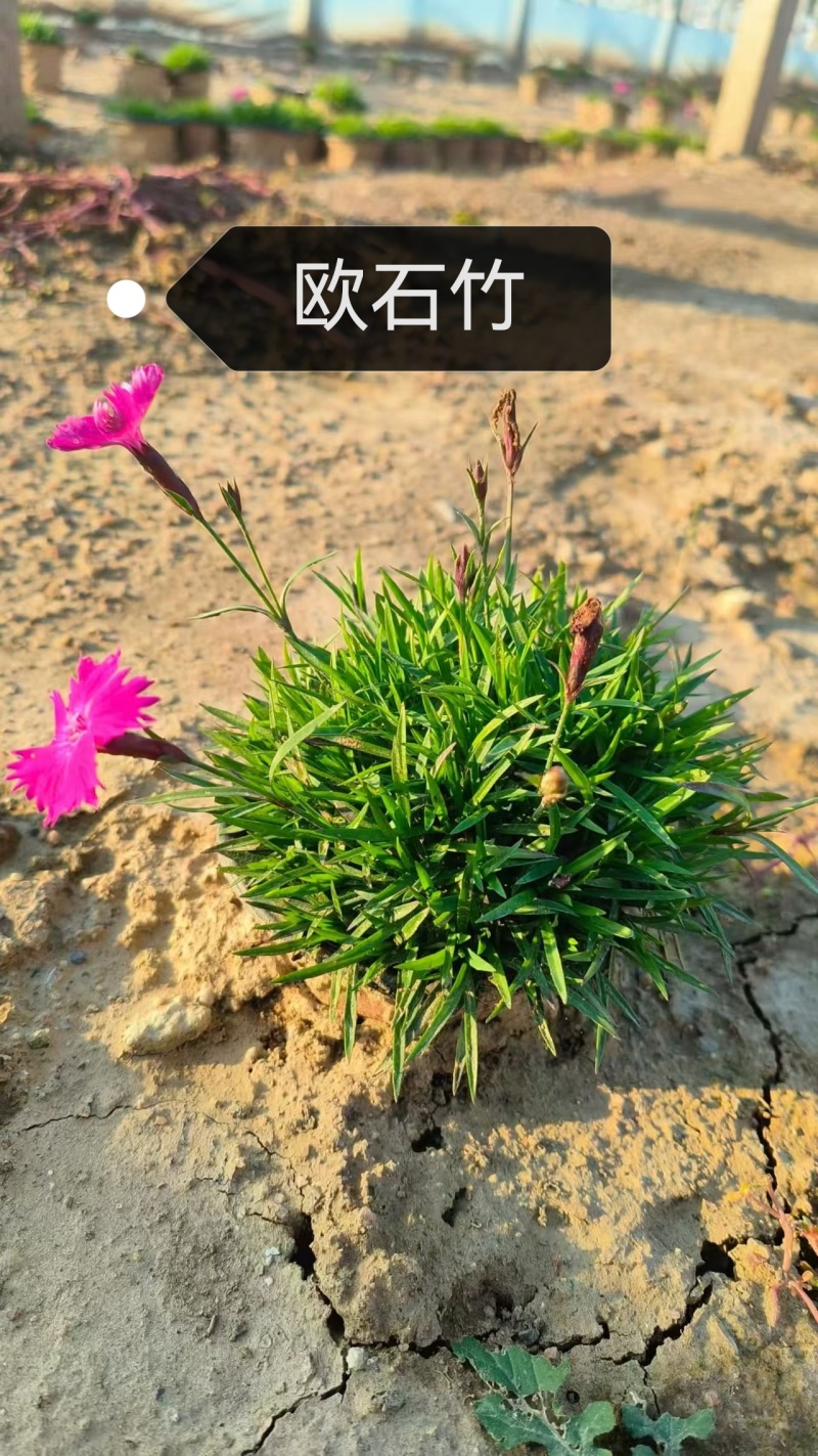 绿化苗木欧石竹具有耐寒耐旱性强.花期长达300天