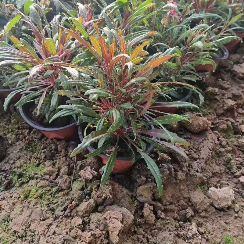 绿化苗木山桃草具有耐寒耐旱生命力顽强