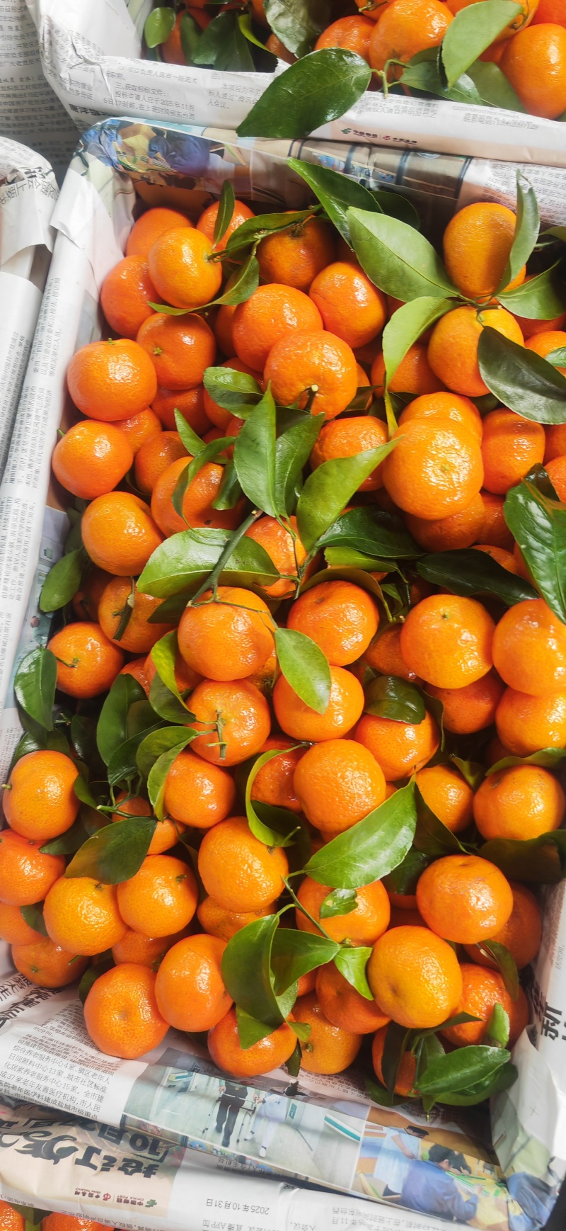 广西桂林产区全国一手货源沙糖桔
