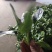 菠菜