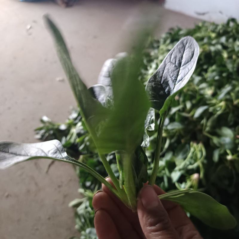 菠菜