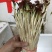 扎耳根（鱼腥草）芽