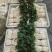 扎耳根（鱼腥草）芽