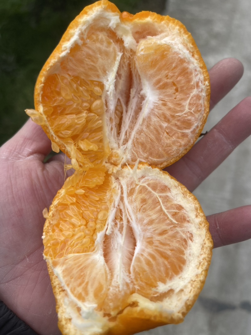 春见耙耙柑