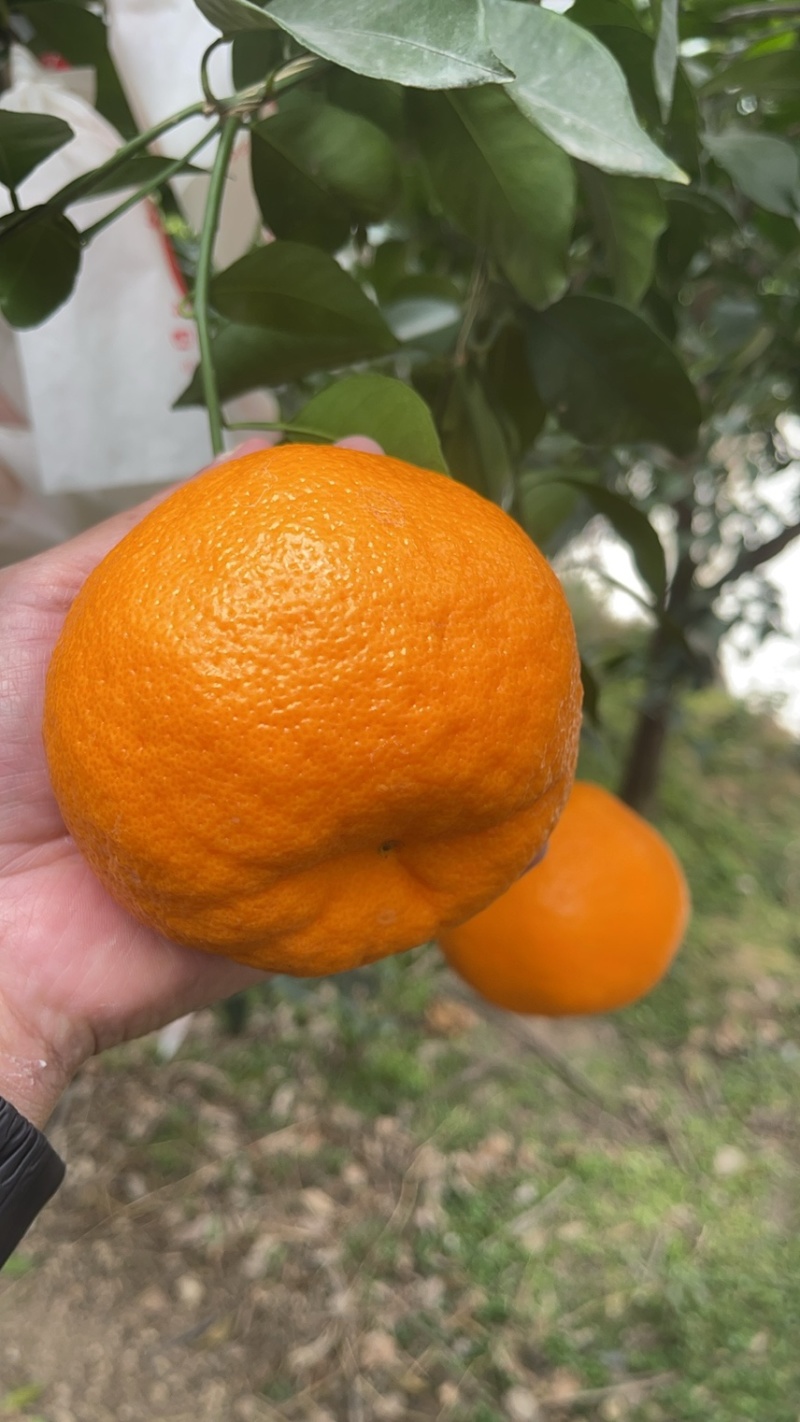 春见耙耙柑