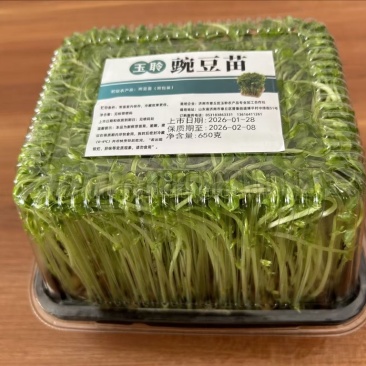 豌豆芽苗菜（鲜活）