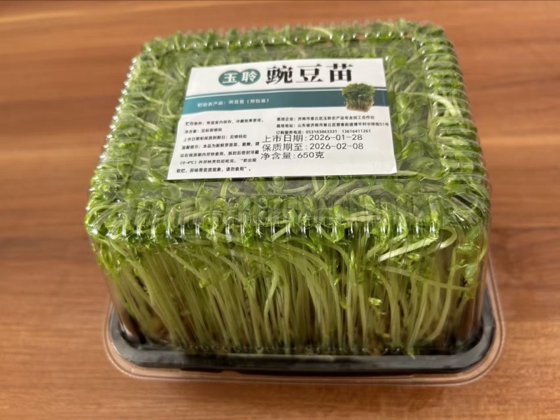 豌豆芽苗菜（鲜活）
