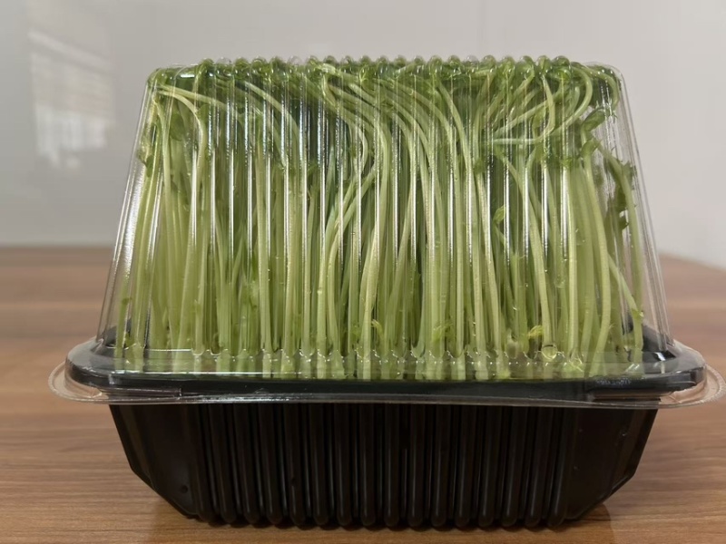 豌豆芽苗菜（鲜活）