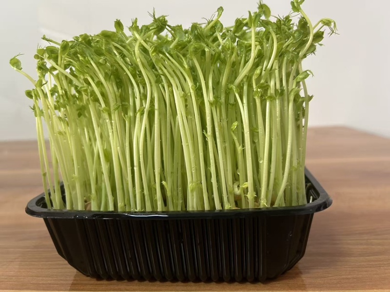 豌豆芽苗菜（鲜活）