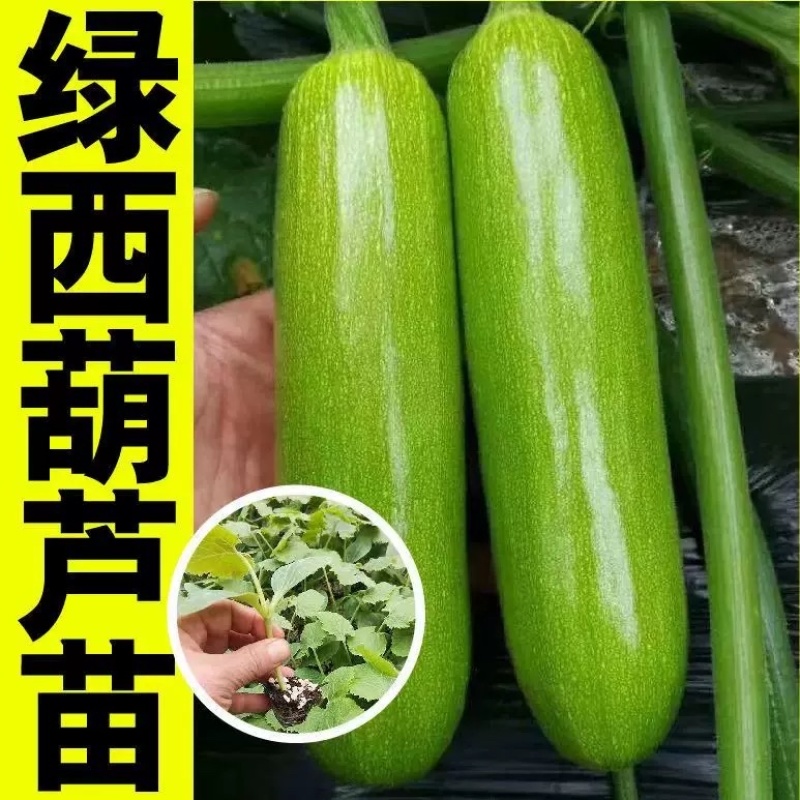 油亮西葫芦苗油皮高产西葫芦交瓜苗
