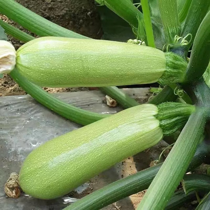 油亮西葫芦苗油皮高产西葫芦交瓜苗