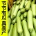 油亮西葫芦苗油皮高产西葫芦交瓜苗