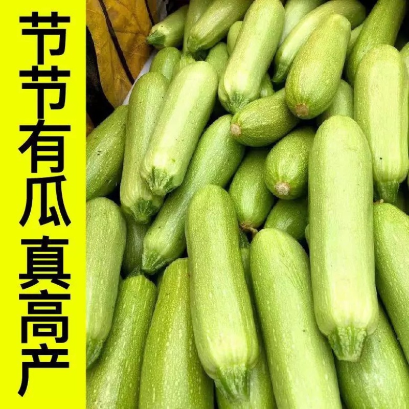 油亮西葫芦苗油皮高产西葫芦交瓜苗